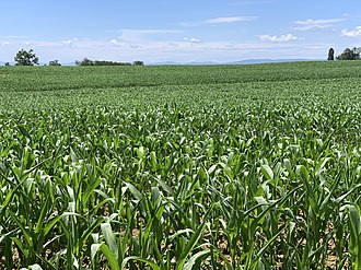 Plantation de maïs — photo 2