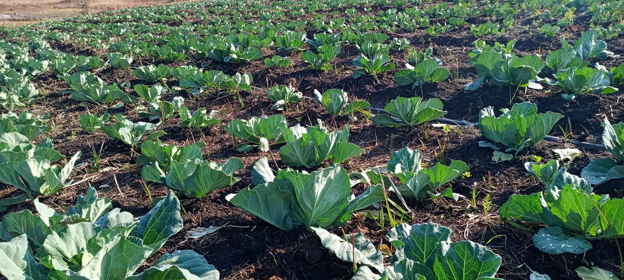 Projet : Agriculture — Culture des choux