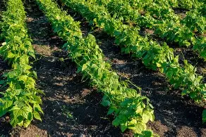 Projet : Agriculture — Culture des haricots