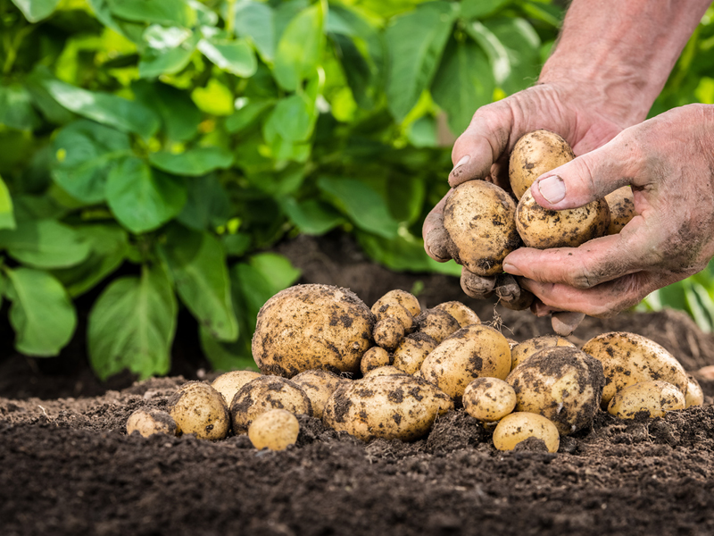 Projet : Agriculture — Plantation de pomme de terre